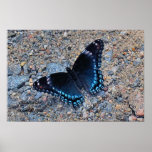 Swallowtail Butterfly on Gravel Road Print