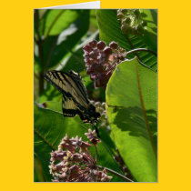 Swallowtail Butterfly on Milkweed Blossoms cards