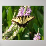Swallowtail Butterfly on Purple Flowers Print