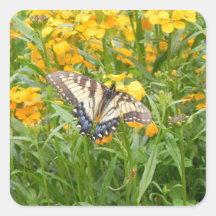 Swallowtail Butterfly  on Siberian Wallflowers Square Stickers