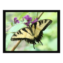Swallowtail Butterfly Photography Print