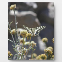 Swallowtail butterfly plaque
