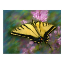 Swallowtail Butterfly Post Card
