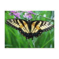 Swallowtail Butterfly postcards