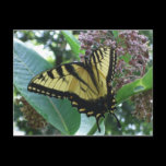 Swallowtail Butterfly Postcard