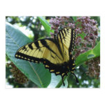 Swallowtail Butterfly Postcard