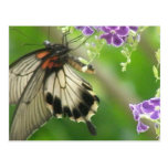 Swallowtail Butterfly Postcard