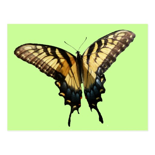 Swallowtail Butterfly Postcard