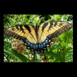 Swallowtail Butterfly Poster
