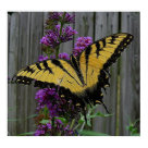 postcard - Swallowtail butterfly