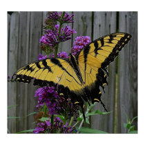 Swallowtail Butterfly posters