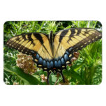 Swallowtail Butterfly Premium Magnet