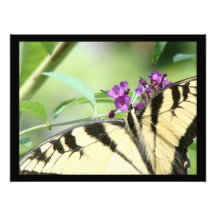 Swallowtail Butterfly Print Photo Print