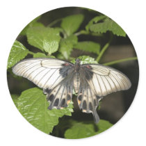 Swallowtail Butterfly stickers