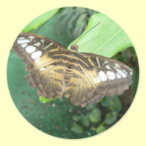 Swallowtail butterfly stickers