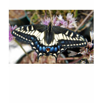 Swallowtail butterly - Shirt