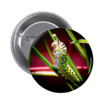 Swallowtail Caterpillar Pinback Button