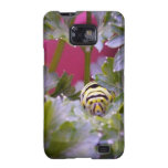 Swallowtail Caterpillar Samsung Galaxy SII Cases