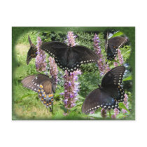 Swallowtail collage 2 ~ postcard