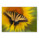 Swallowtail In Motion , CARD