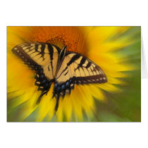Swallowtail In Motion , CARD