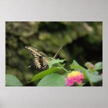 Swallowtail Landing Print