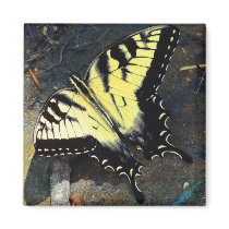 Swallowtail Magnet magnets