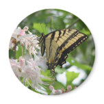 Swallowtail on Azalea Magnet