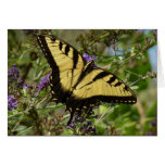 Swallowtail on Butterfly Bush Colorful Nature Card
