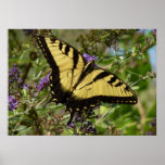 Swallowtail on Butterfly Bush Colorful Nature Poster