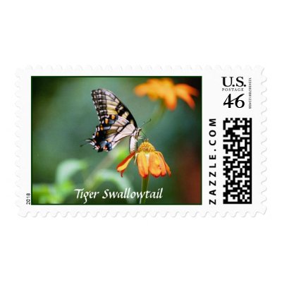 Swallowtail on Mexican Sunflower stamp by naturegirl7