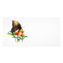 Swallowtail on Orange Lantana photo cards