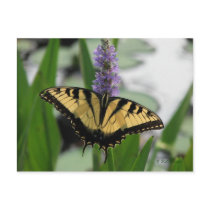 Swallowtail on Pickerel-weed Postcard by naturegirl7 Swallowtail on Pickerel-weed Postcard