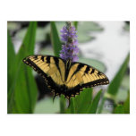 Swallowtail on Pickerel-weed Postcard