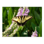 Swallowtail on Purple Flowers Postcard