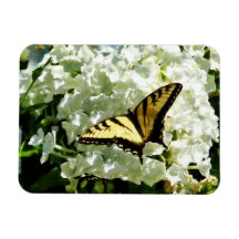 Swallowtail on White Hydrangea Vinyl Magnets
