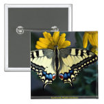 Swallowtail, Papilio machaon Pinback Buttons