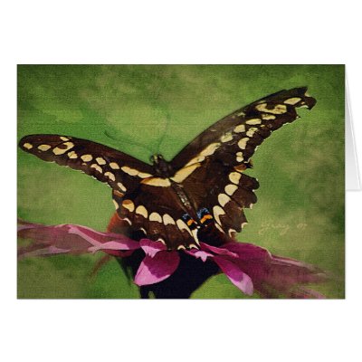 Swallowtail poised to fly greeting card by mrsmas