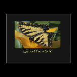 Swallowtail postcard