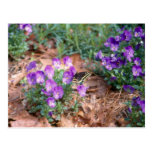 Swallowtail & Viola Postcard