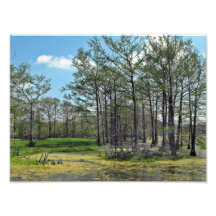 Swamp edge Photo