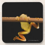 Swamp frog (Limnonectes Leytensis) Drink Coasters