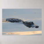 Swamp Gator at Sunset posters