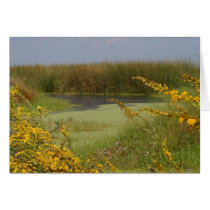 Swamp In Louisiana cards by lifesphere Swamp In Louisiana cards
