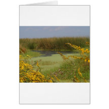 Swamp In Louisiana Greeting Cards