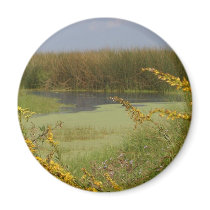 Swamp In Louisiana magnets by lifesphere Swamp In Louisiana magnets