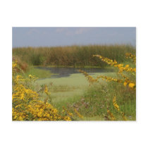 Swamp In Louisiana postcards