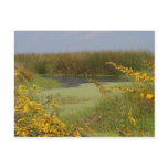 Swamp In Louisiana postcards