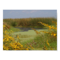 Swamp In Louisiana posters