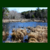 Swamp In Spring Nature Poster posters
